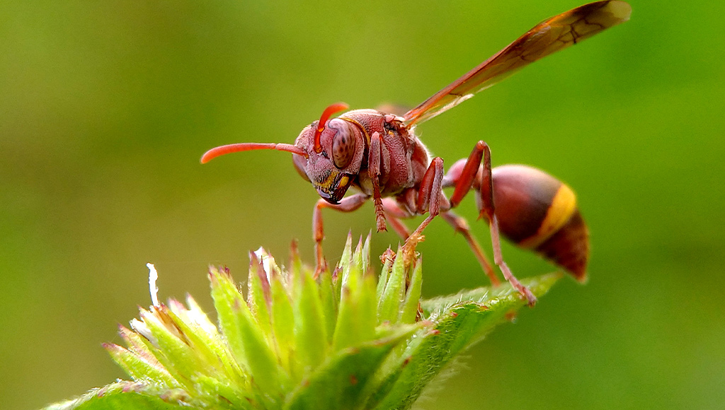 1024×580-vespa-orientalis-2