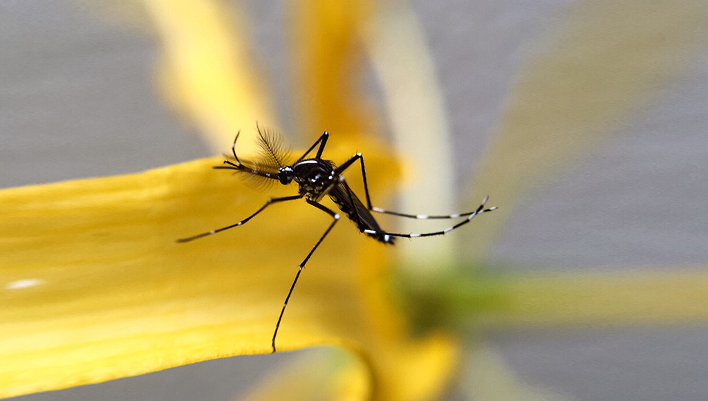 virus-west-nile-1