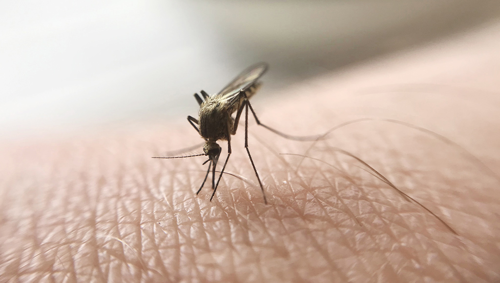 virus-west-nile-2