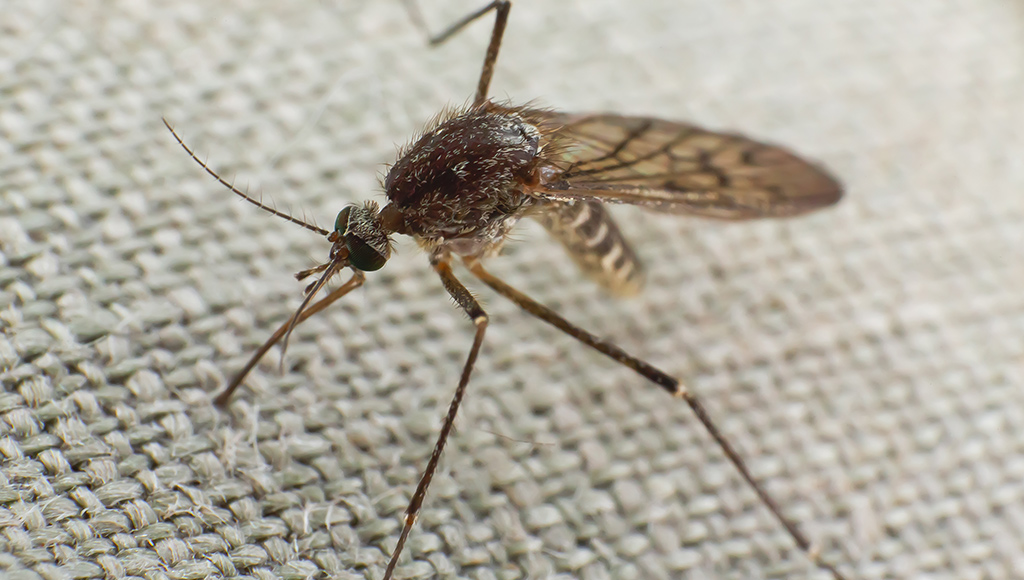 virus-west-nile-3