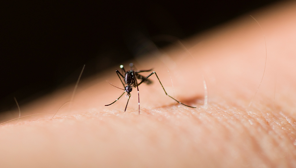 virus-west-nile-4